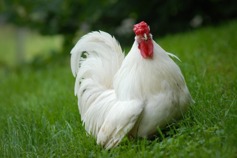 Cinco de Mayo, niepełnosprawny kogut z azylu Farm Sanctuary, NY, USA, fot. Jo-Anne McArthur