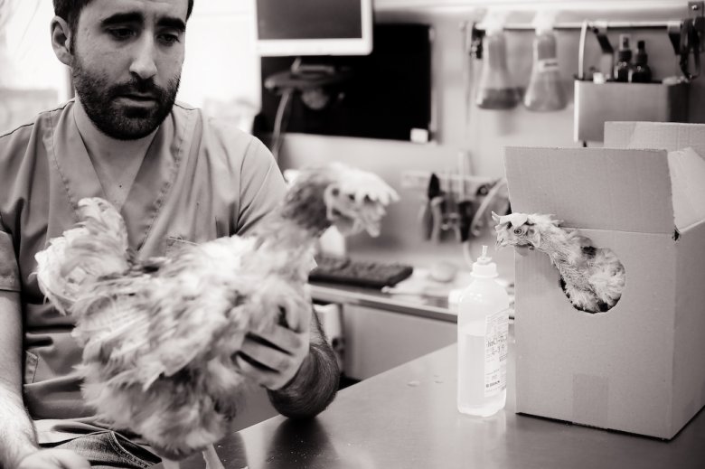 Wizyta u weterynarza tuż po OPEN RESCUE, fot. Jo-Anne McArthur