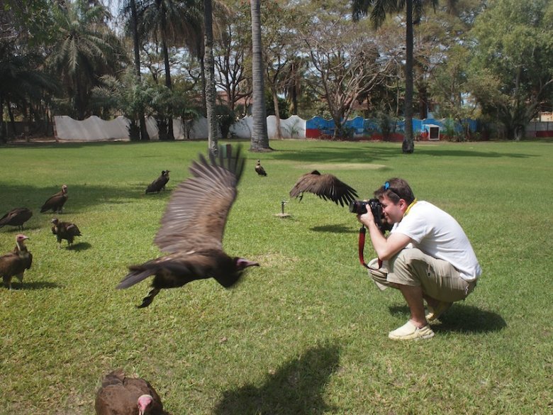Dreszczyk emocji podczas karmienia sępów w hotelu Senegambia.