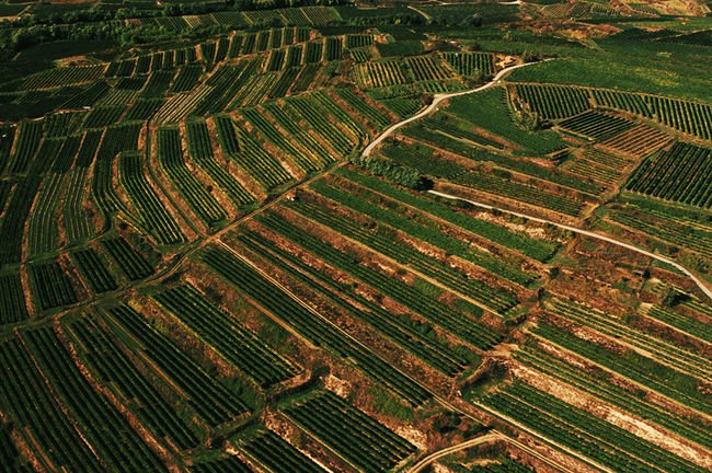 Tarasowe winnice w regionie Kamptal.