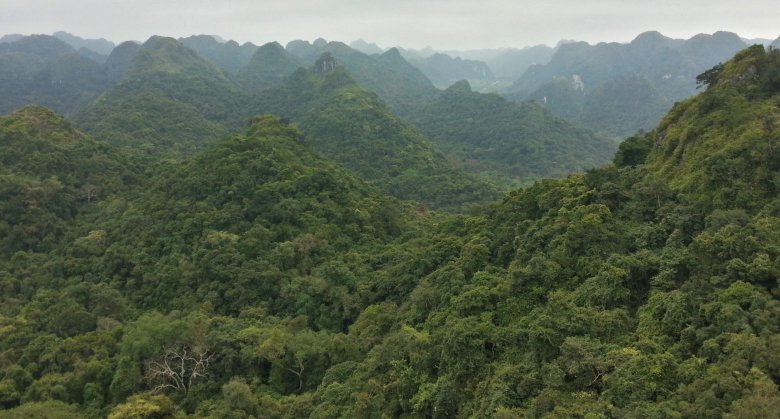 Skuterem przez dżunglę.