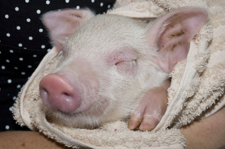 Świnka uratowana z fermy w Nowej Zelandii