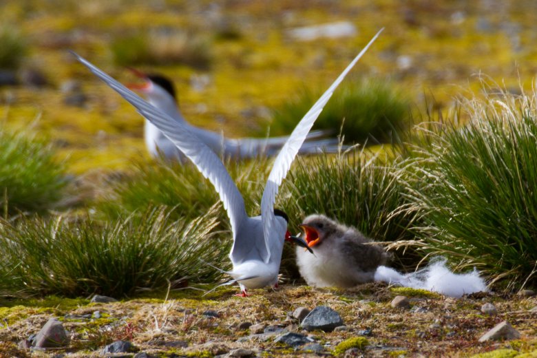 Para rybitw popielatych wraz z młodym (lipiec)