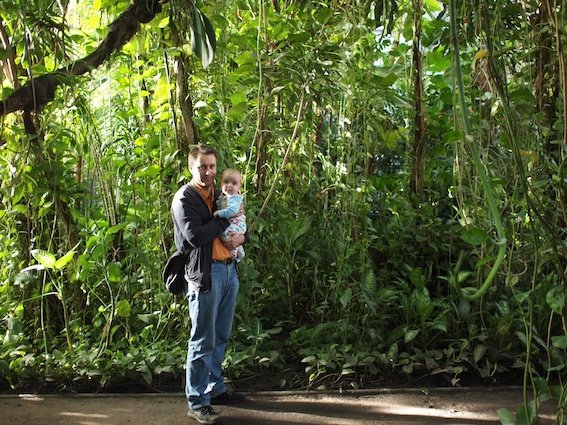 Dżungla w poznańskiej palmiarni.