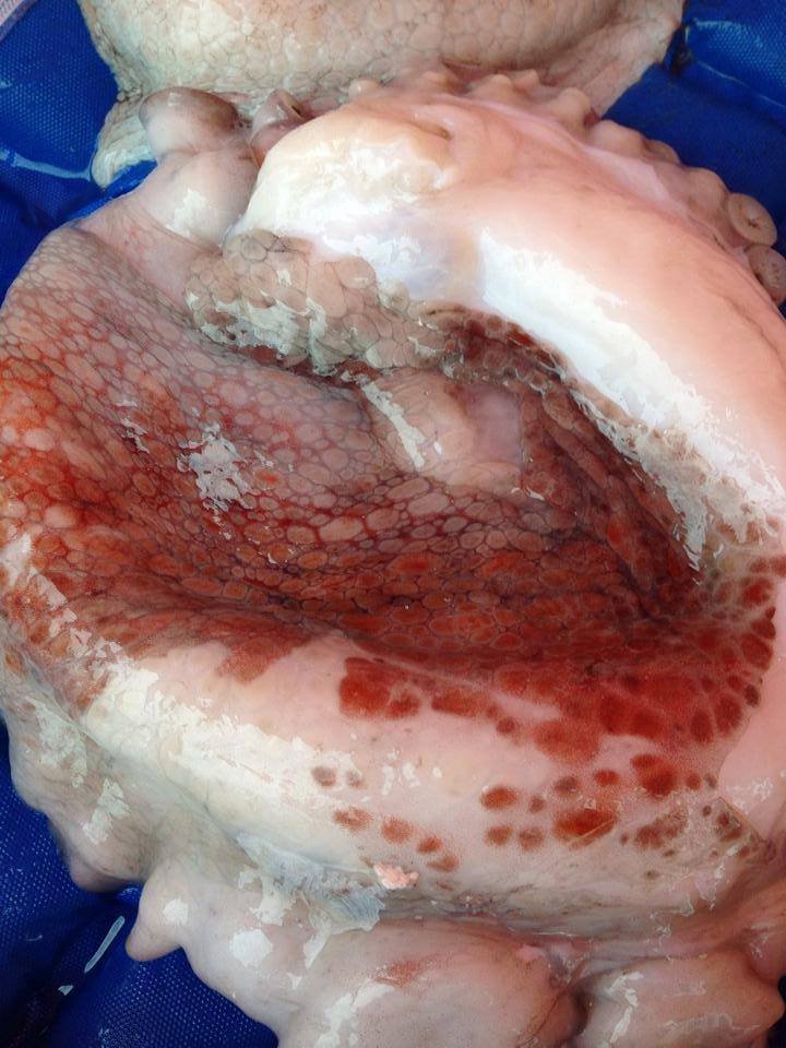 ośmiornica 6 kilogramowa!