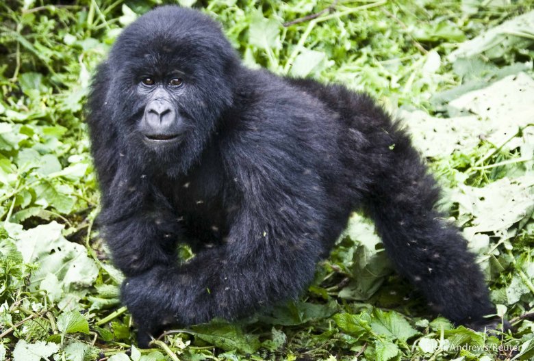 Młody ciekawski samiec.