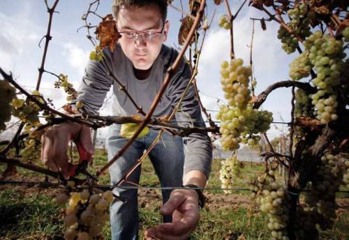 Piotr Stopczyński, enolog wykształcony w USA robi dziś wina w Winnicy Pałacu Mierzęcin.