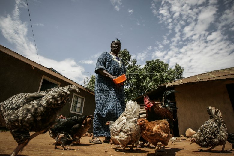 Sarah Hussein Obama, babcia prezydenta Stanów Zjednoczonych Baraka Obamy, karmi kury przed swoim domem w wiosce Kogelo, w zachodniej Kenii.
