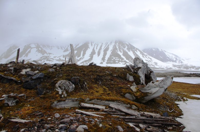 Gåshamna - pozostałości osady wielorybniczej. Na zdjęciu widoczne kości wielorybów