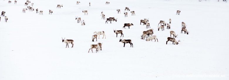 I jeszcze więcej reniferów - nadal mało przydatnych. Zdjęcie zrobione podczas Finnmarksløpet, najdłuższego w Europie wyścigu psich zaprzęgów.