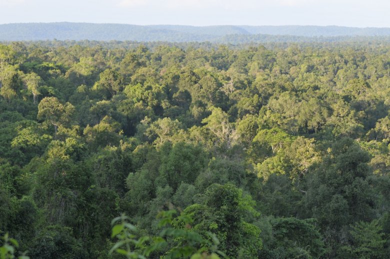 Dżungla • fot. Tomasz Biernacki