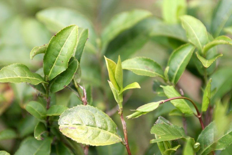 Prawdziwa gruzińska herbata z bliska.