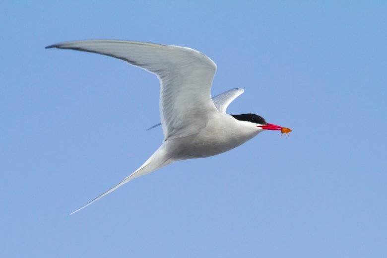 Rybitwa popielata - symbol arktycznej wiosny