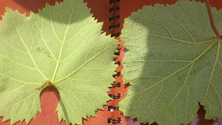 Rozpoznawanie odmian winorośli po liściach to trudne zadanie.