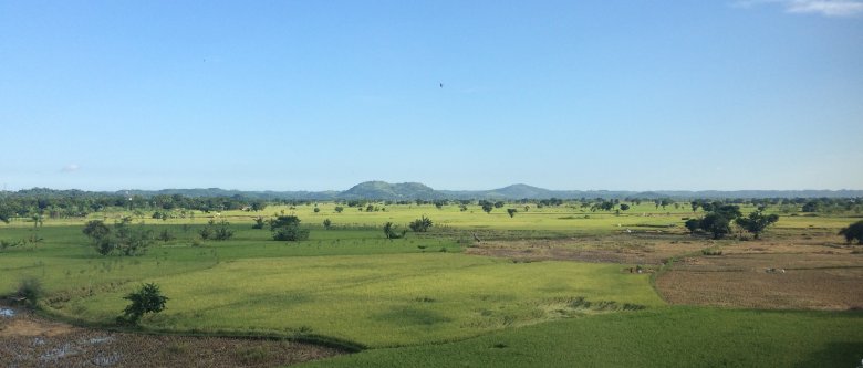 Pola ryżowe w regencji Praya na wyspie Lombok, 2016