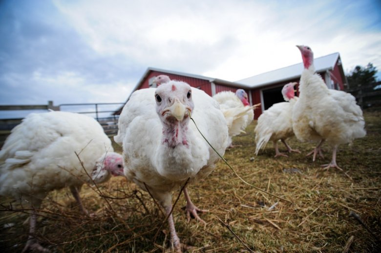 fot. Jo-Anne McArthur