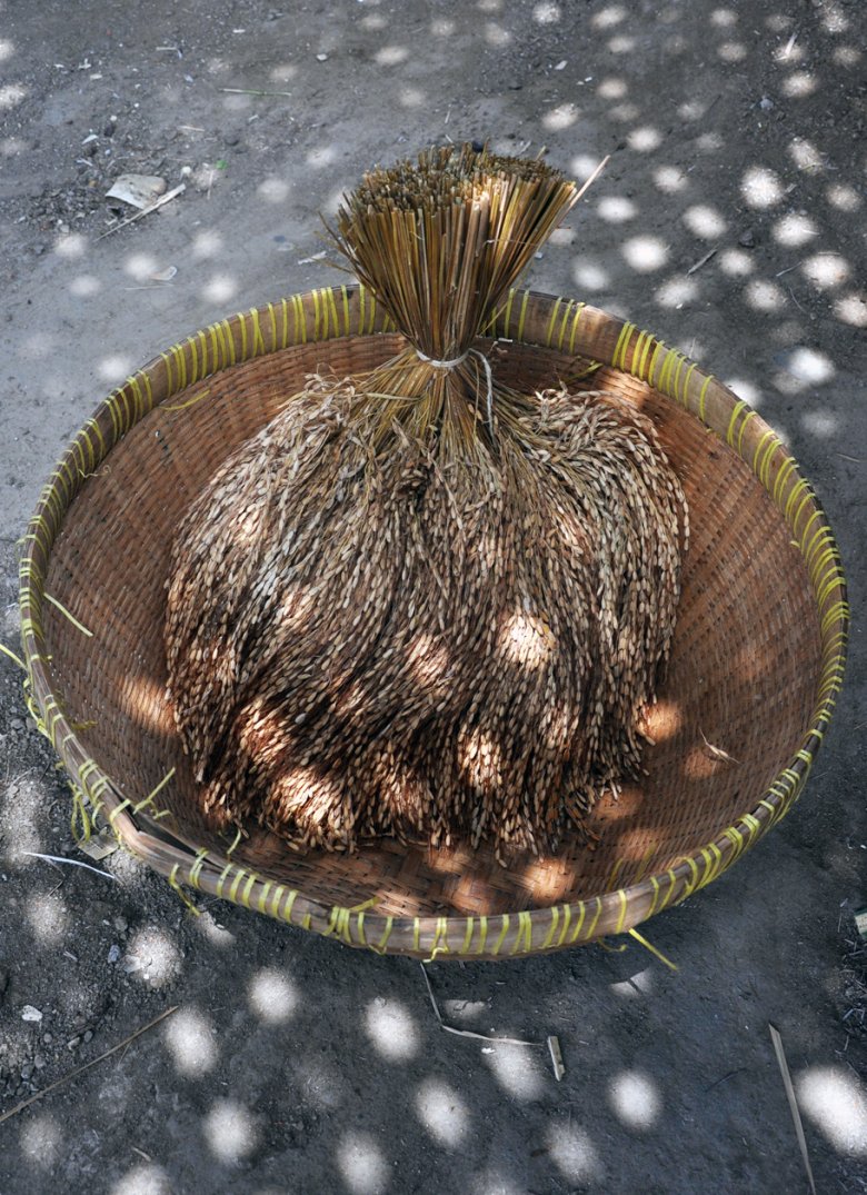 Kłosy ryży po ścięciu