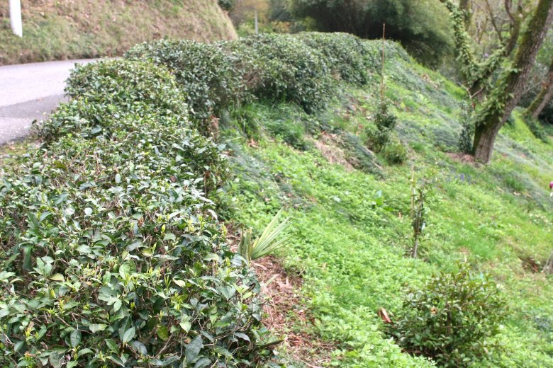 Żywopłot okazuje się herbacianym „polem”.