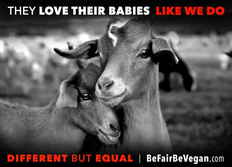 BE FAIR BEVEGAN - wegańska kampania billboardowa na Time Squere. 
Inne, a jednak takie same jak my!