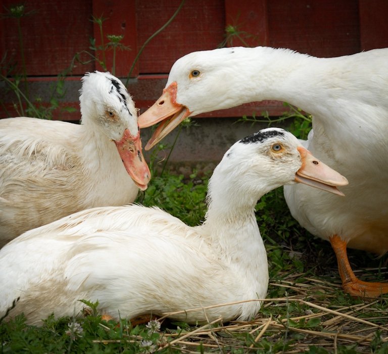 Harper, Kohl i Burton, gęsi uratowane z przemysłu foie gras, azyl Farm Sanctuary, NY, USA, fot. Jo-Anne McArthur