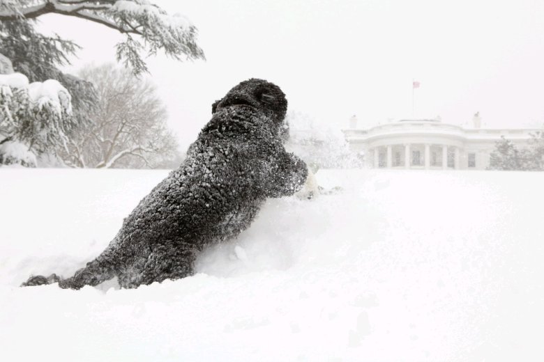 Swoją medialność psy zawdzięczają w pewnym stopniu instytucji psa prezydenckiego, która w Stanach Zjednoczonych ma ponad sto lat. Na zdjęciu Bo, pies prezydenta Baracka Obamy, przed Białym Domem w Waszyngtonie 10 lutego 2010 r.