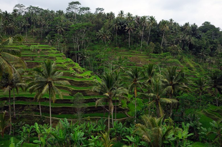 Balijskie pola ryżowe