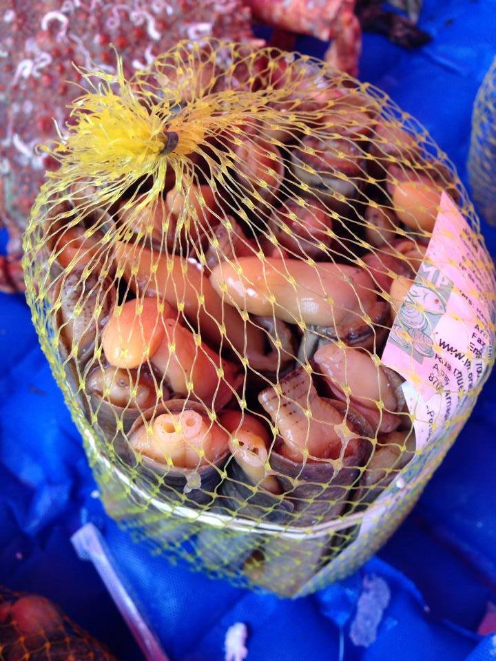 Małże okładniczki