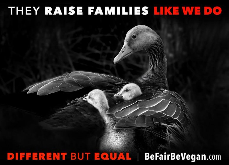 BE FAIR BEVEGAN - wegańska kampania billboardowa na Time Squere. 
Inne, a jednak takie same jak my!