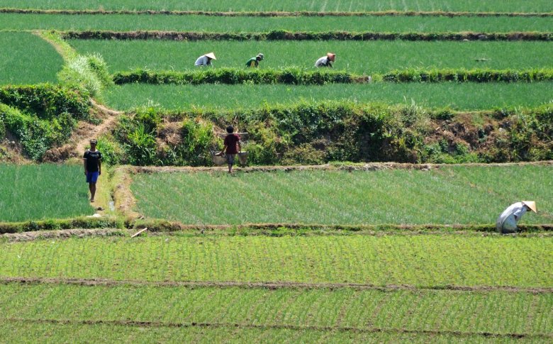 Obróbka pól ryżowych