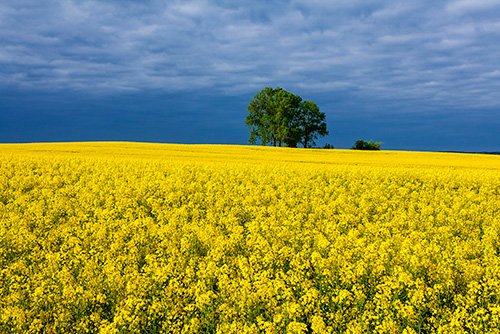 Autor: Mieczysław Wieliczko