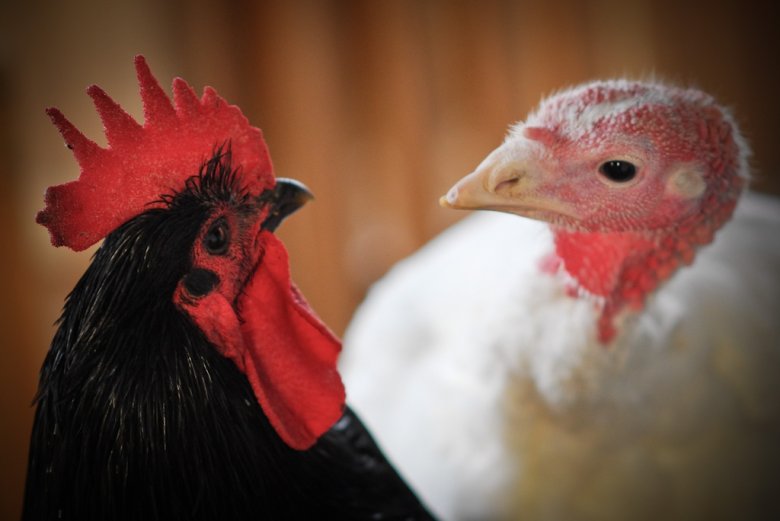 Fennel i Cicada z azylu Farm Sanctuary, NY, USA, fot. Jo-Anne McArthur