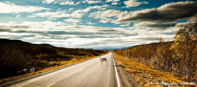Renifer. Bardzo mało przydatny w biznesie, jeszcze mniej na drodze.