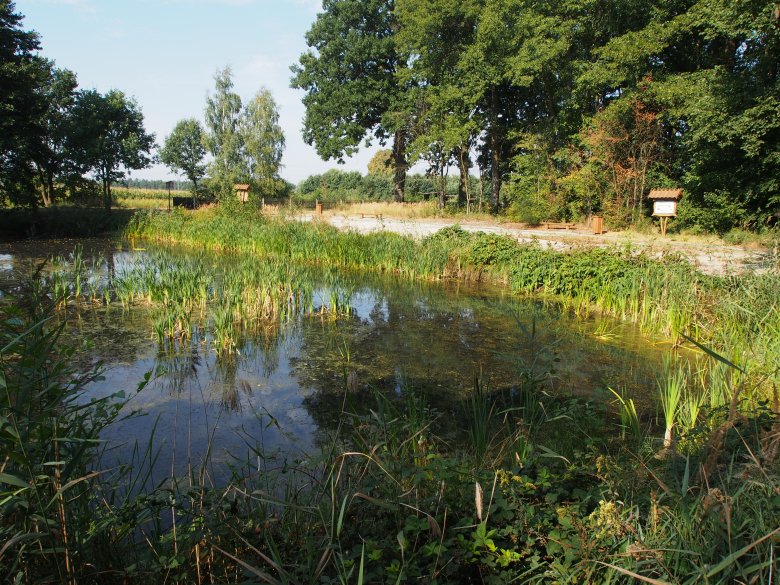 Zbiornik mikroretencji zrewitalizowany przez Lasy Państwowe