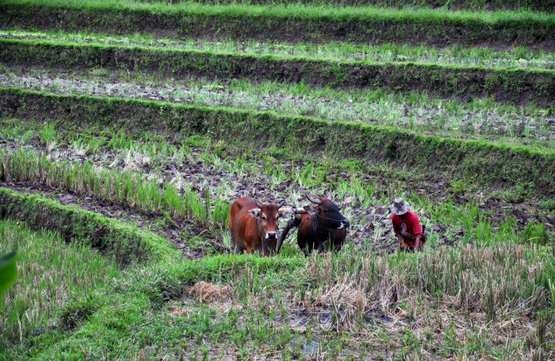 Przygotowanie do uprawy ryżu