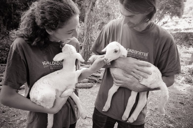 Jagniątka przywiezione do azylu po akcji OPEN-RESCUE, fot. Jo-Anne McArthur