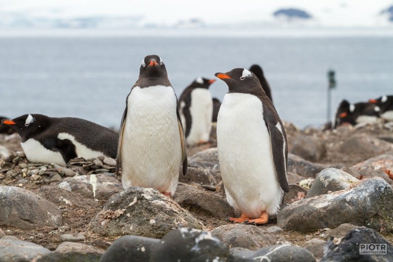 Kolonia pingwinów białobrewych
