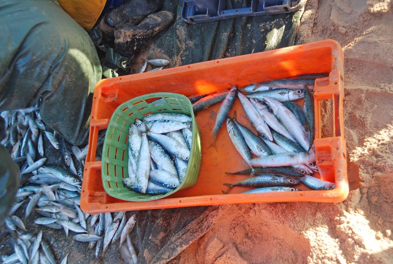 Posortowane makrele i sardynki minuty temu wyciągnięte z wody.