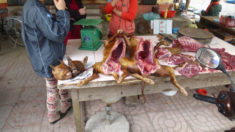 We Francji jedzą żaby, w Wietnamie - psy.