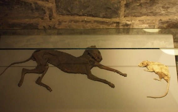 Słynne "The cat and the rat" z dublińskiej katedry, czyli kot i szczur w wieczystej pogoni.