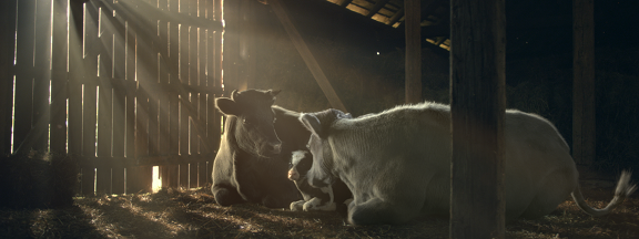 Obrazek z reklamy mleka "Łaciate"