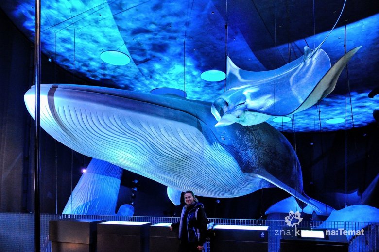 Pod wielkim płetwalem błękitnym w Ozeaneum w Stralsundzie.