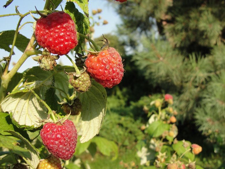 Maliny na farmie w Babinie