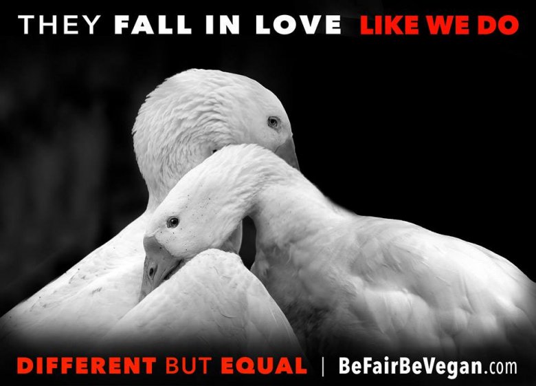 BE FAIR BEVEGAN - wegańska kampania billboardowa na Time Squere. 
Inne, a jednak takie same jak my!