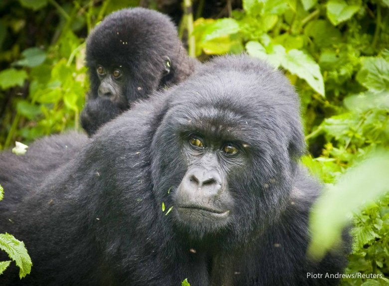 Samica z małym gorylątkiem.