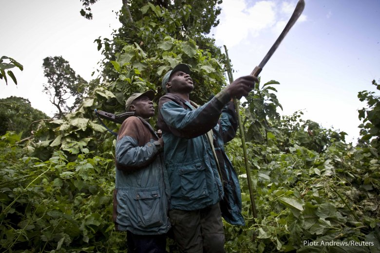 Przewodnicy szukają ścieżki w gęstym lesie tropikalnym u podnóża Wulkanu Mikeno.