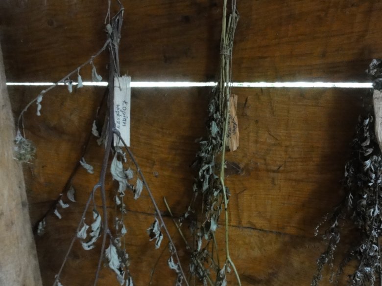 Zioła w Grodzisku Żmijowiska