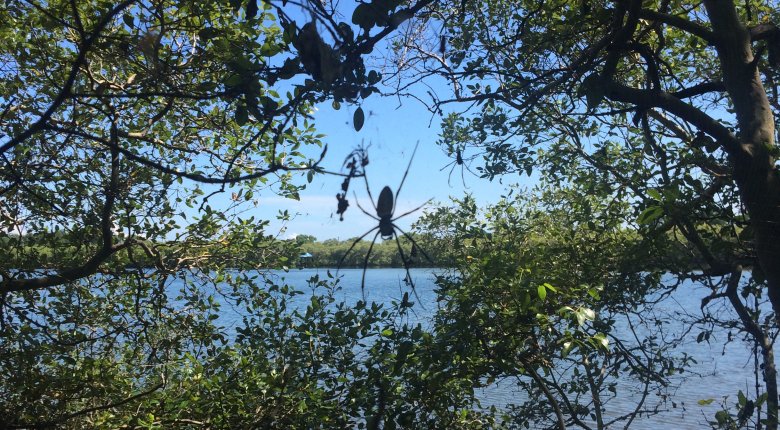 Owadożerne pająki wielkości wnętrza dłoni  można spotkać między gałęziami krzewów i drzew przy mało uczęszczanych ścieżkach, Gili Meno, 2016