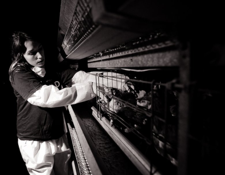 fot. Jo-Anne McArthur