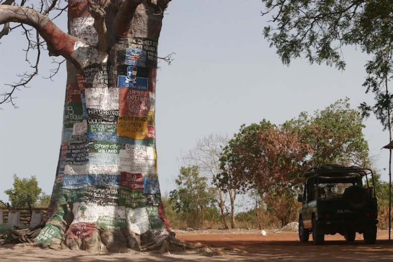 Baobaby zwane są tu z przymrużeniem oka „drzewami internetowymi". Na gładkim pniu można napisać ogłoszenie.