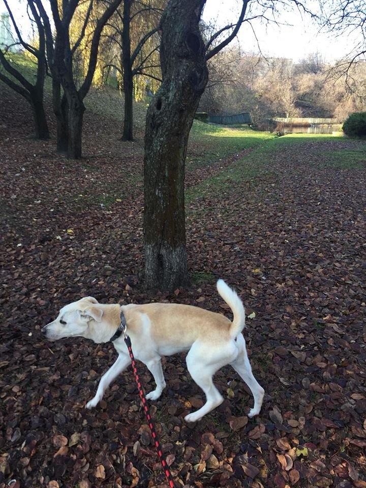 Dżimi na spacerze, czyli w swoim żywiole.